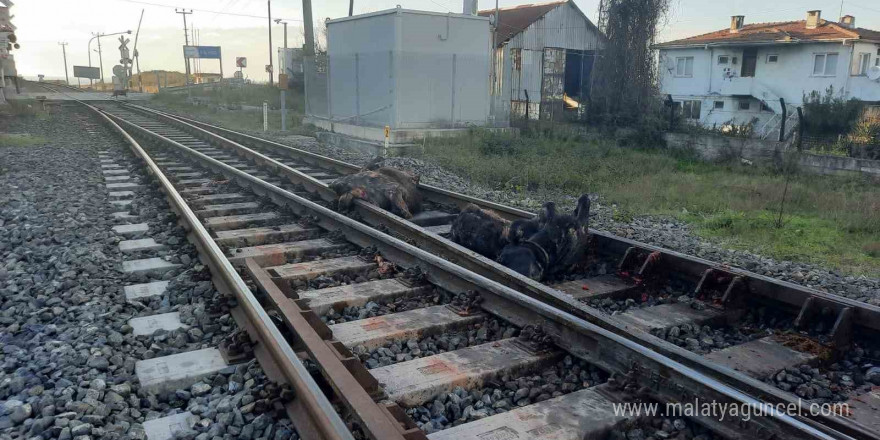 Başıboş halde dolaşan iki büyükbaş hayvana tren çarptı