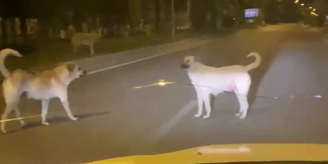 Başıboş sokak köpekleri kazaya davetiye çıkarıyor