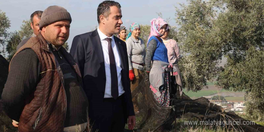 Başkan Arıcı zeytin hasadında üreticiler ve işçiler ile bir araya geldi