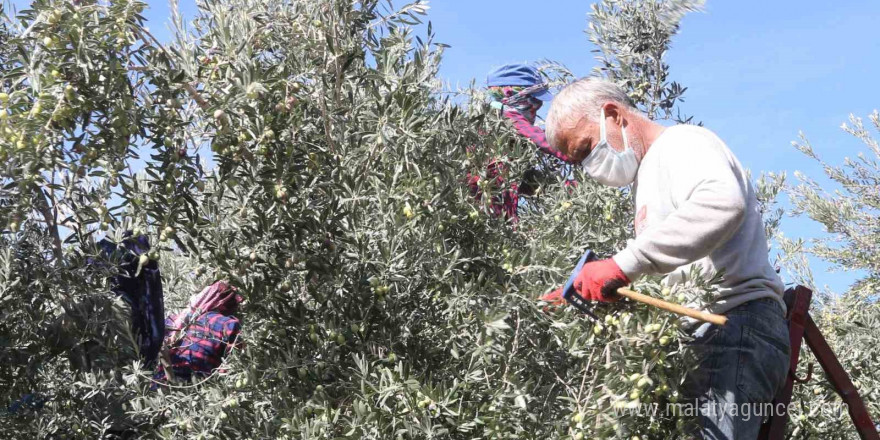 Başkan Murat Orhan’dan erken zeytin hasadına uyarısı