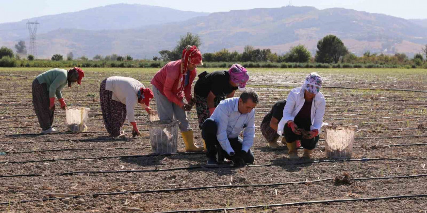 Başkan Yetişkin enginar fidelerini toprakla buluşturdu