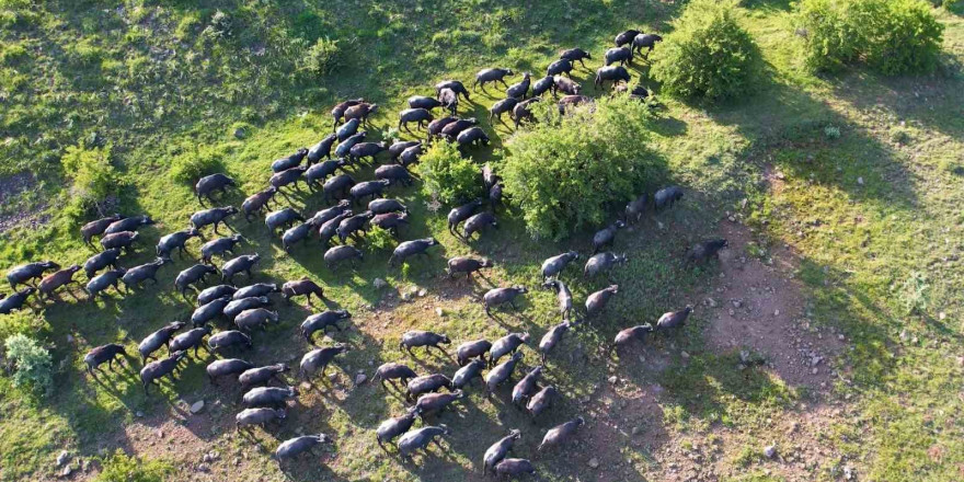 Başkentte mandaların yolculuğu havadan görüntülendi