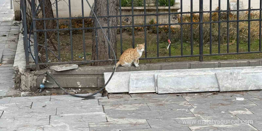 Batman’da kedi fareye diş geçiremedi