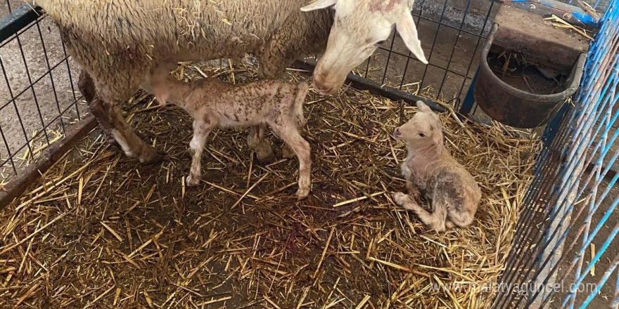 BAÜN’ün Kuzuları Dünyaya Gözlerini Açmaya Başladı