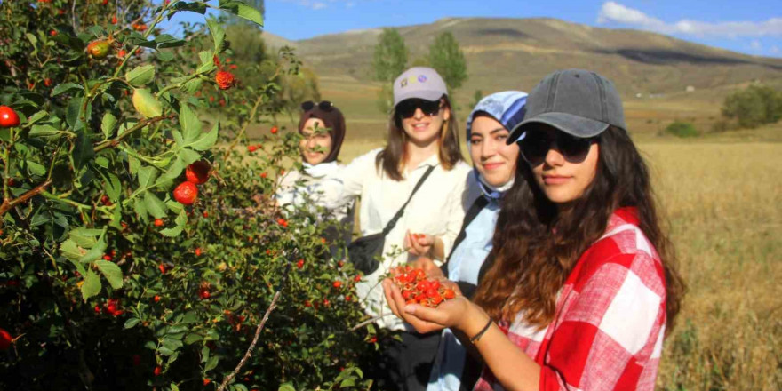 Bayburt’ta kuşburnu alımı başladı