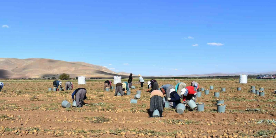 Bayburt’ta patates hasadına başlandı