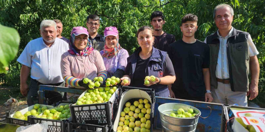 ’Bayramiç beyazı’nda 20 bin ton üretim bekleniyor