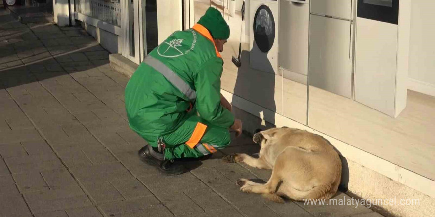 Belediye çalışanının köpekle keyifli vakit geçirmesi içleri ısıttı