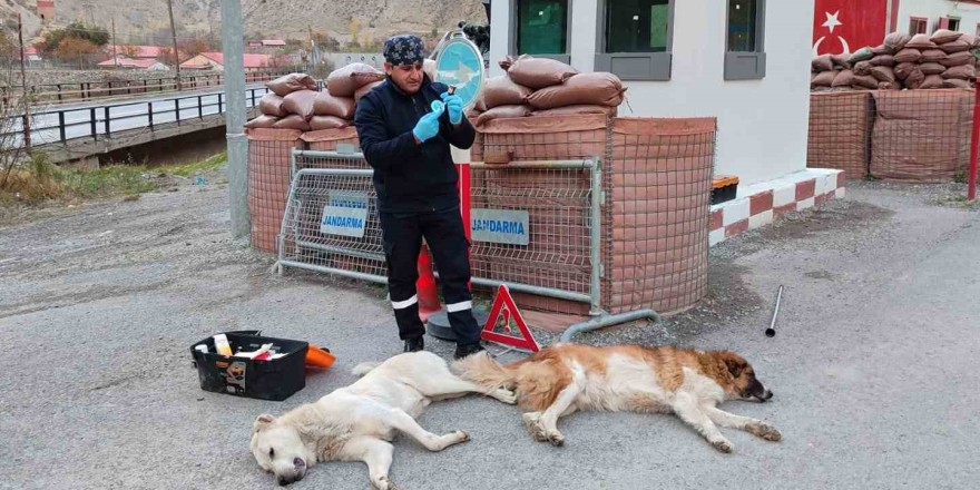 Belediye ekipleri can dostları sağlık taramasından geçirdi