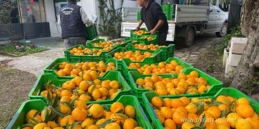 Belediye mandalina üreticilerinin yanında