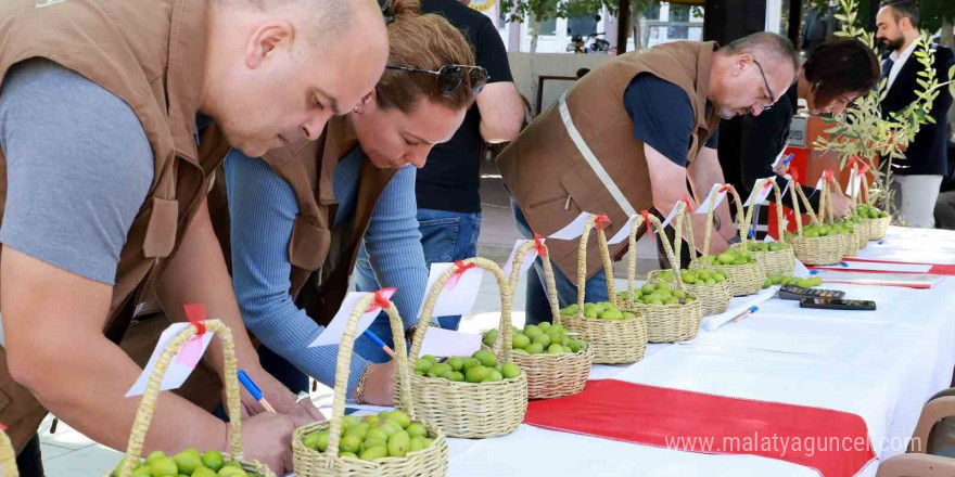 Belen’in tescilli zeytinleri yarıştı