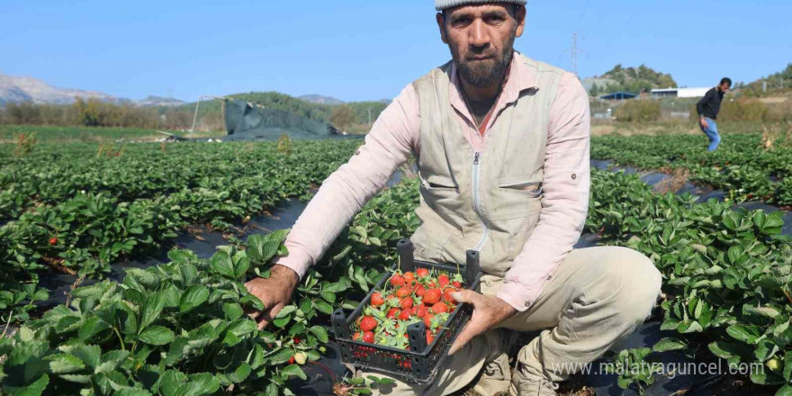 Bereketli topraklarda çilekte son hasat: Tarla fiyatı 120 lira