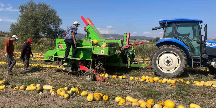 Beyşehir’de çerezlik kabak çekirdeği üretimi