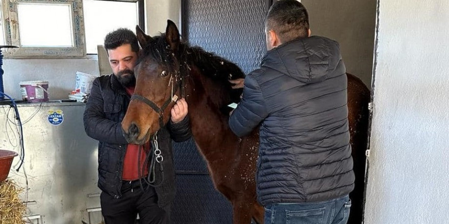 Beyşehir’de rahvan atlara sağlık taraması