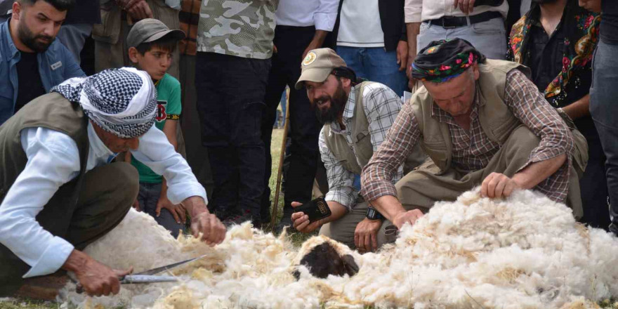 Beytüşşebap’ta besiciler Kuzu Kırkma Festivali’nde birincilik için mücadele etti