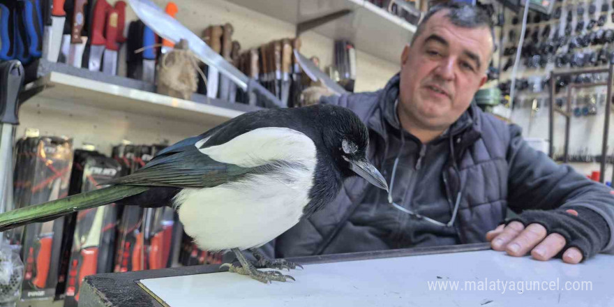 Bıçakçı ile saksağanın sıra dışı dostluğu