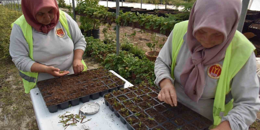 Bilecik Belediyesi kendi kendi serasında binlerce çiçek yetiştiriyor