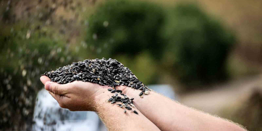 Bilecik’te yağlık ve çerezlik ayçiçeği hasadı başladı