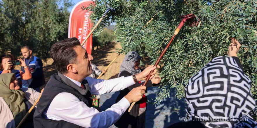 Bilecik’te zeytin hasadı mesaisi başladı