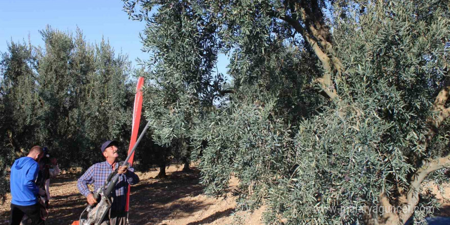 Bilecik’te zeytin hasadı mesaisi başladı