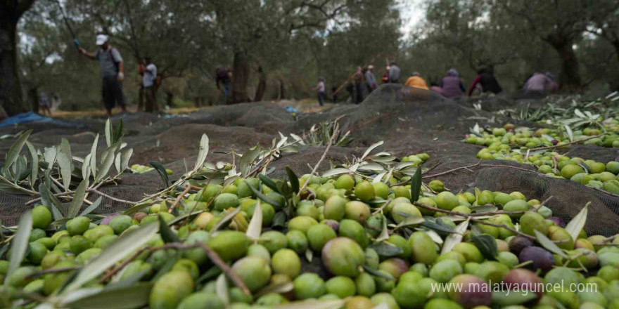 Bilinenin aksine siyah ve yeşil zeytin ağaçları ayrı değil