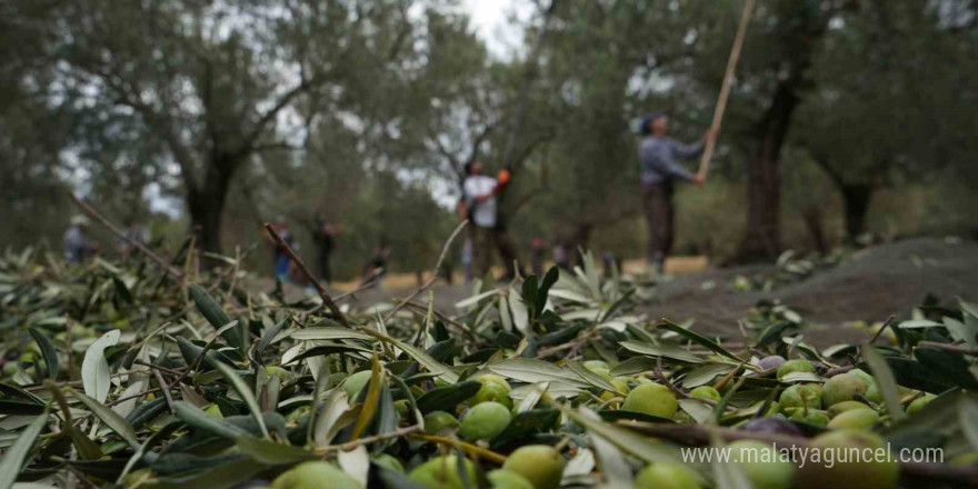 Bilinenin aksine siyah ve yeşil zeytin ağaçları ayrı değil