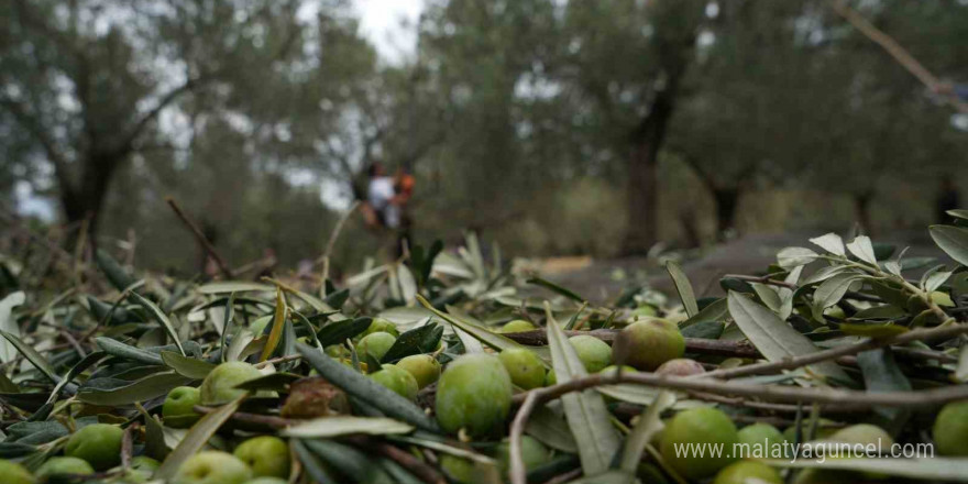 Bilinenin aksine siyah ve yeşil zeytin ağaçları ayrı değil