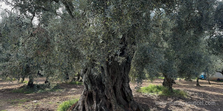 Bin 700 yıllık zeytin ağaçları hala ürün veriyor