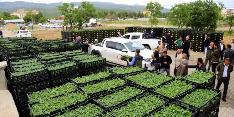 Bingöl’de yüzde 75 sebze fidesi temin edilecek