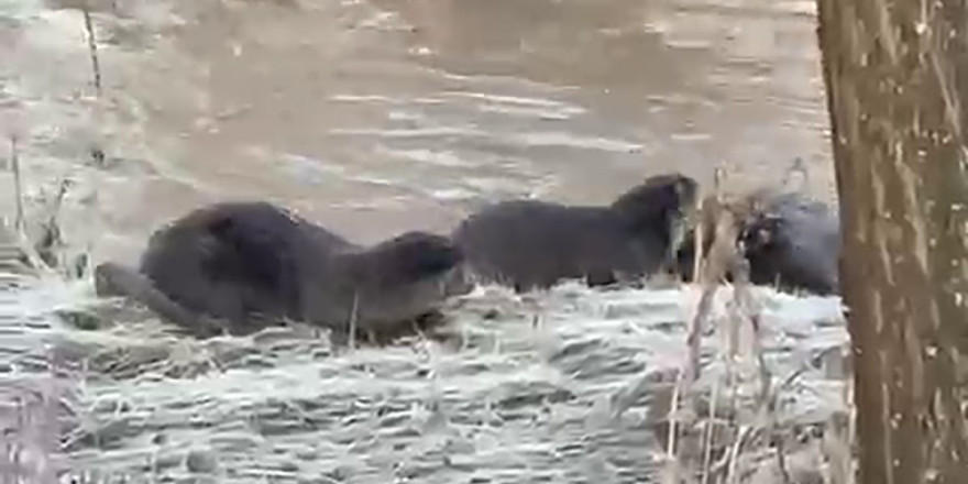 Biri bile görülemezken üçü bir arada görüntülendi