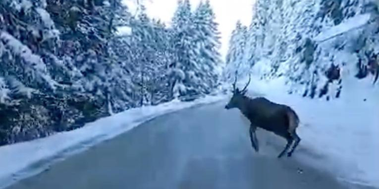 Bolu’da nadir görülen kızıl geyik karla kaplı yolda görüntülendi