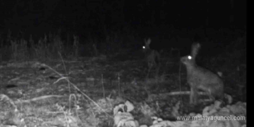 Bolu’da yaban hayatı fotokapanlara yansıdı