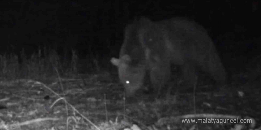 Bolu’da yaban hayatı fotokapanlara yansıdı