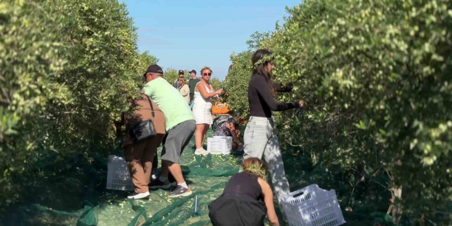 Bozcaada’da zeytin hasat yarışması renkli görüntülere sahne oldu