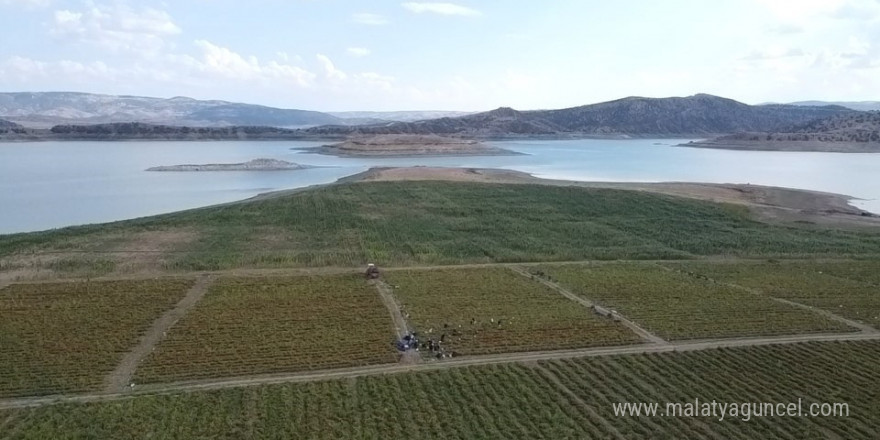 Bozkırda kurutulan domatesler işlendikten sonra yurt dışına gönderiliyor