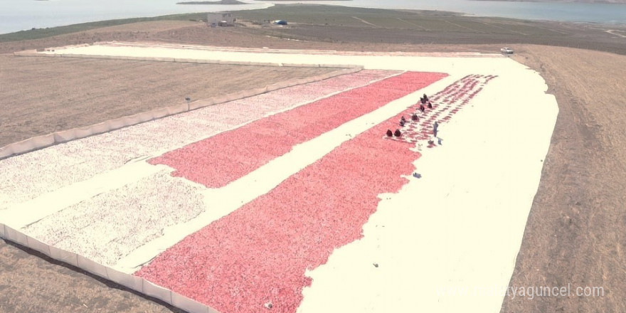 Bozkırda kurutulan domatesler işlendikten sonra yurt dışına gönderiliyor