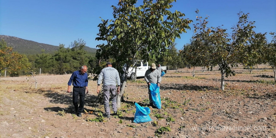 Bozkurt’ta belediyenin ceviz bahçesinde ilk hasat yapıldı