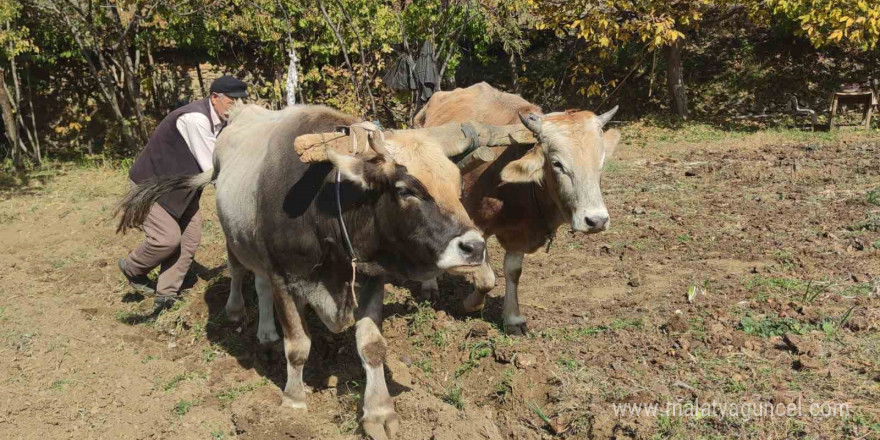 Bu köydeki tarım halen karasabanla yapılıyor