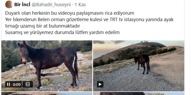 ‘Bu şehrin taşı toprağı da, kuzusu kurdu da bize emanet’ diyen başkandan, bin 900 rakımda ölümü bekleyen katıra şefkat eli