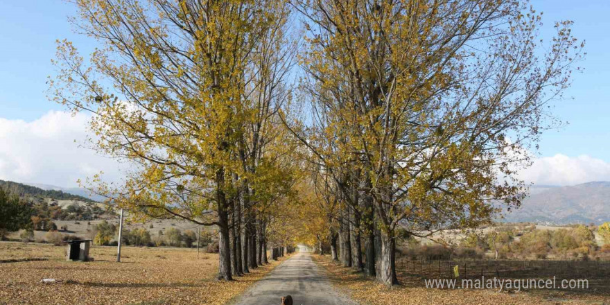 Bu yol yeni evlenen çiftlerin uğrak noktası