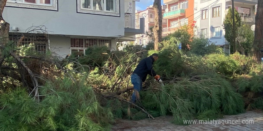 Budanan ağaçlar ihtiyaç sahiplerine yakacak oluyor