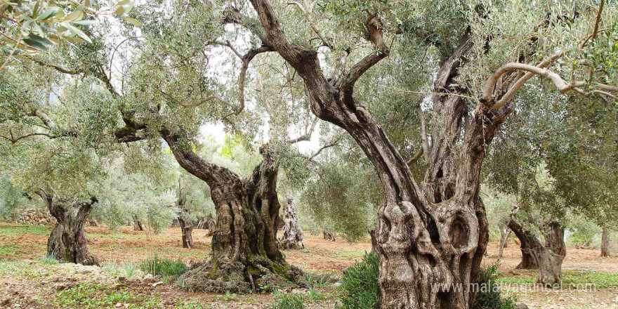 Bugün tüm dünya da 'Zeytin Ağacı Günü' kutlanıyor