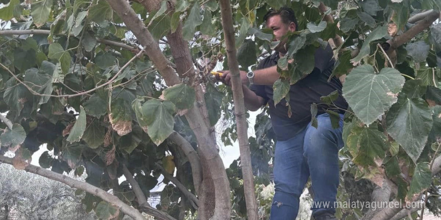 Buharkent’te ağaçlara kış bakımı