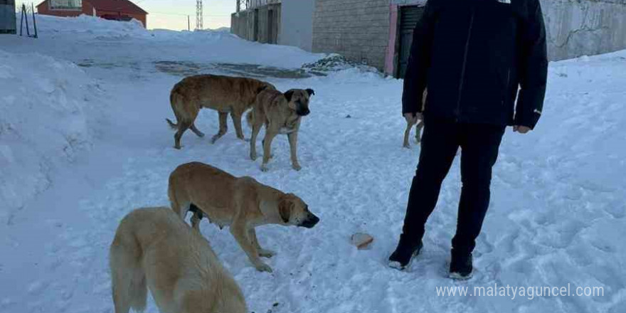 Bulancak Belediye Başkanı Sıbıç yayladaki köpekler için harekete geçti