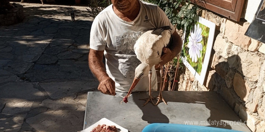 Bulgaristan’dan Kuşadası’na gelen yaralı leylek tedavi edilip, doğaya salındı