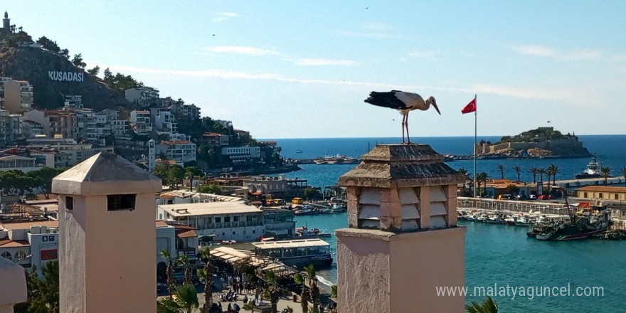 Bulgaristan’dan Kuşadası’na gelen yaralı leylek tedavi edilip, doğaya salındı