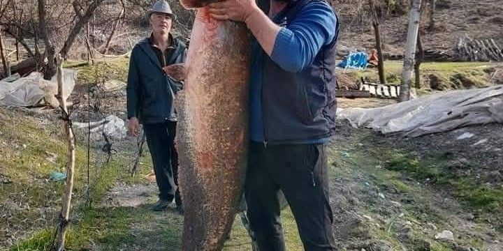 Burdur’da gölde tutulan dev yayın balığı görenleri şaşırttı