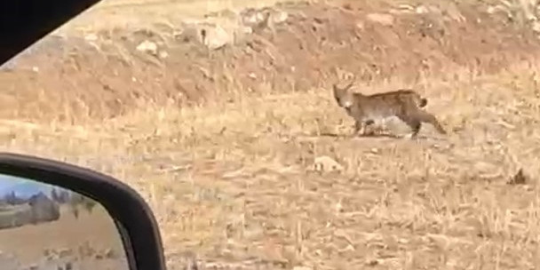 Burdur’da nesli tükenme tehlikesi altında bulunan vaşak görüntülendi