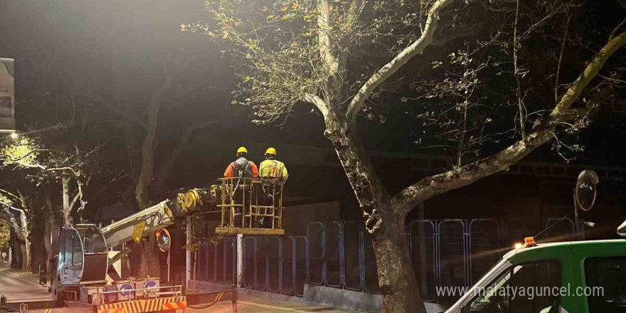 Bursa’da çınar ağaçlarına kış bakımı