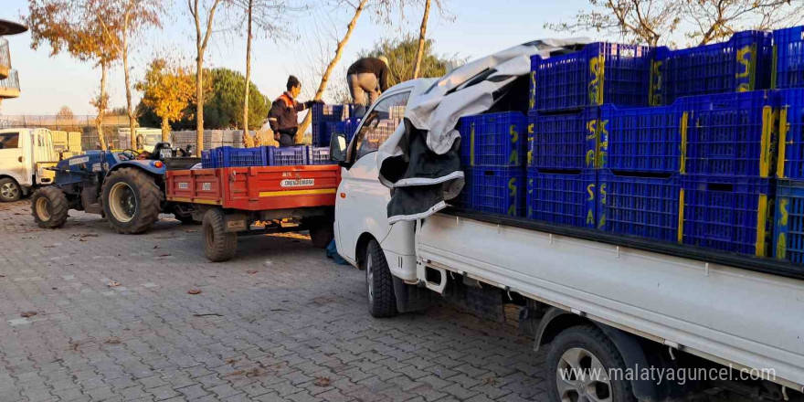 Bursa’da zeytin üreticilerinin Tarım Kredi çilesi